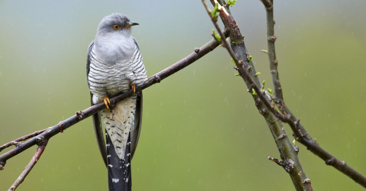 Le coucou gris : un étonnant parasite