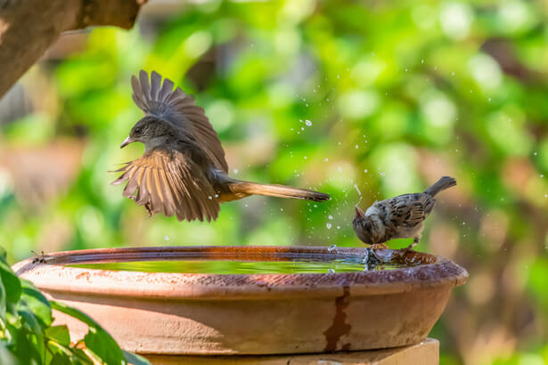 venir en aide aux animaux sauvages