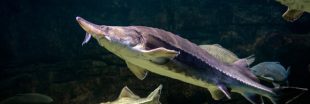 Biodiversité: une espèce de poisson sur cinq est menacée d'extinction dans nos rivières