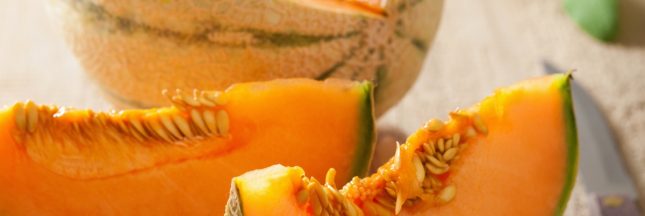 faire germer un pépin de melon