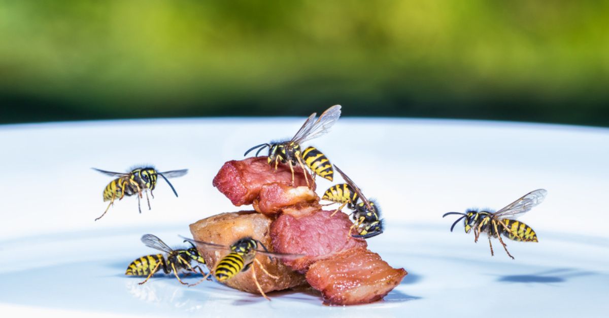 Comment lutter contre les guêpes au jardin