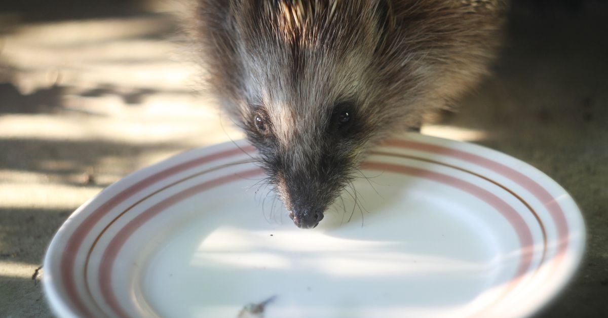 Comment venir en aide aux animaux sauvages quand il fait très chaud ?