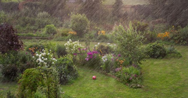 Que faire au jardin après un orage ou une tempête ?
