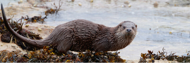 Un nouveau plan national d’actions pour la Loutre !