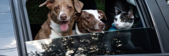 Prévenir le mal des transports des animaux de compagnie