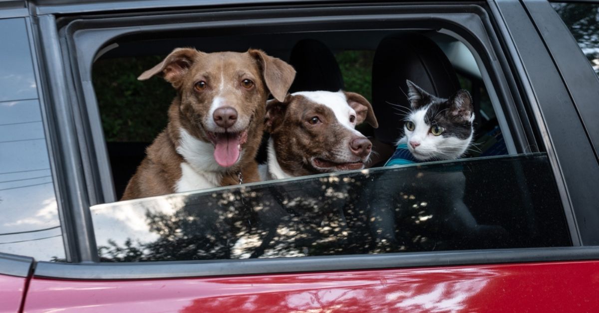 Prévenir le mal des transports des animaux de compagnie