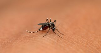 L'inquiétante progression du moustique-tigre en France : ce qu'il faut savoir L'inquiétante progression du moustique-tigre en France : ce qu'il faut savoir