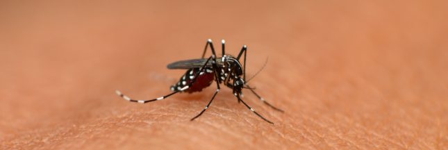 moustique tigre