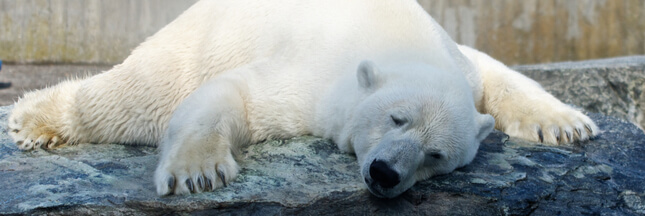 Canicule : une pétition réclame le transfert des ours polaires du Marineland