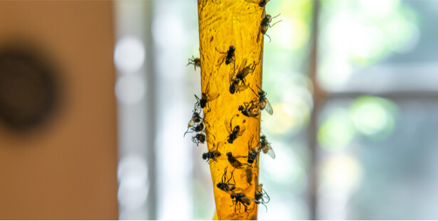 Faire un anti mouche naturel à la maison - Habitats Durables