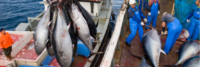 La France s’octroie la première certification ‘Pêche Durable’ pour le thon rouge de Méditerranée !