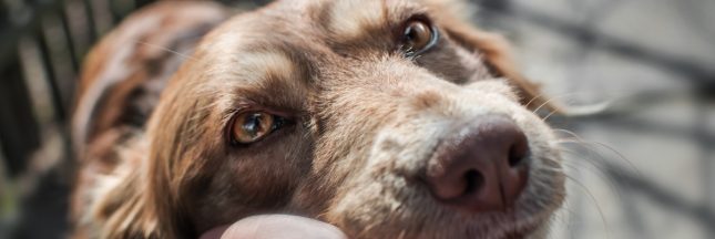Comment les chiens nous manipulent avec leur regard !