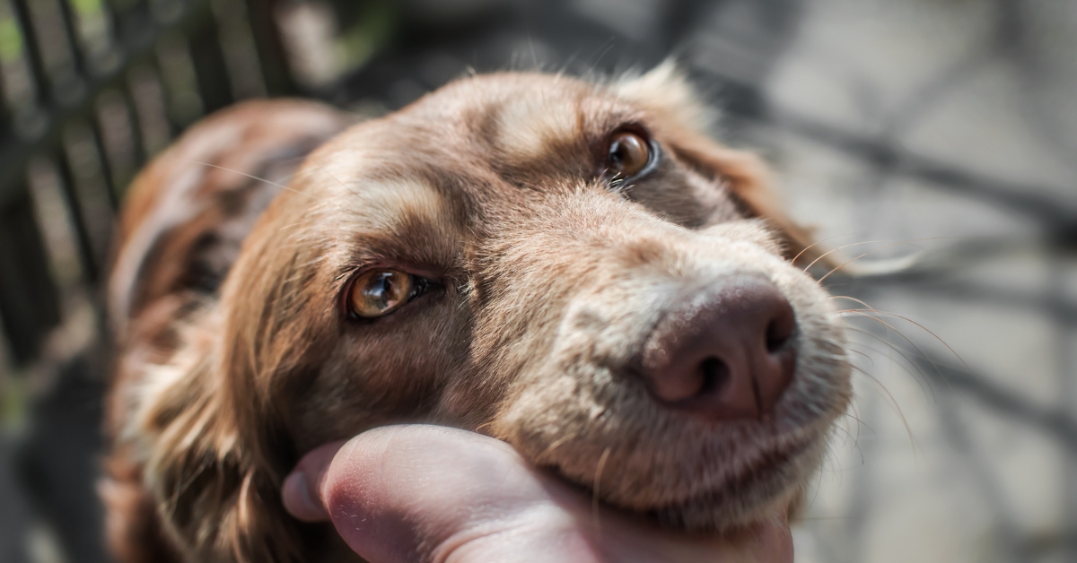 Comment les chiens nous manipulent avec leur regard !