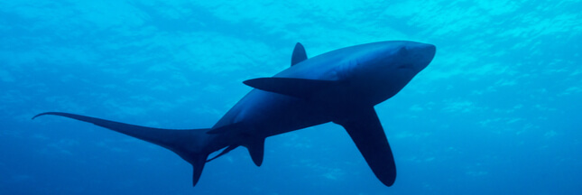 Carton rouge : du requin-renard interdit à la pêche au supermarché