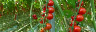 Agriculture bio - Le chauffage des serres autorisé mais sous conditions Agriculture bio - Le chauffage des serres autorisé mais sous conditions