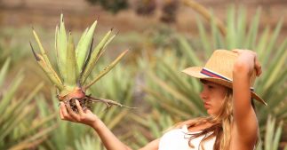 Soins beauté, santé... Que faire avec une branche d'aloe vera ? Tellement de choses !