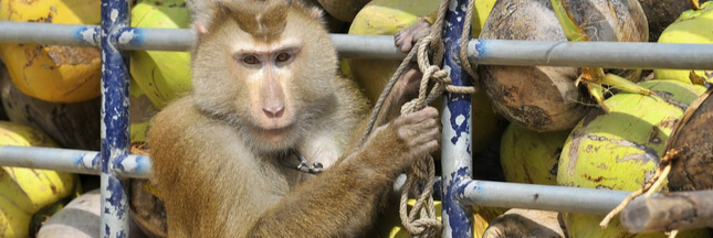 L'exploitation des singes derrière la vogue de l'huile de coco