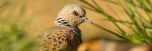L'État français, multirécidiviste de la chasse aux oiseaux menacés