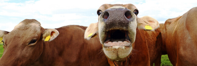 Les vaches ne mangeront bientôt plus de pneus !