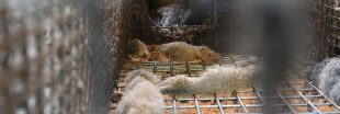 Fourrure : scandale dans une ferme d'élevage de visons
