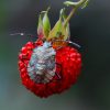 Nos formidables alliés en lutte biologique - Les Punaises prédatrices