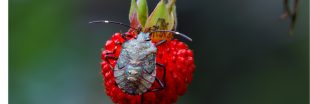 Nos formidables alliés en lutte biologique - Les Punaises prédatrices Nos formidables alliés en lutte biologique - Les Punaises prédatrices