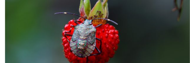 punaises prédatrices