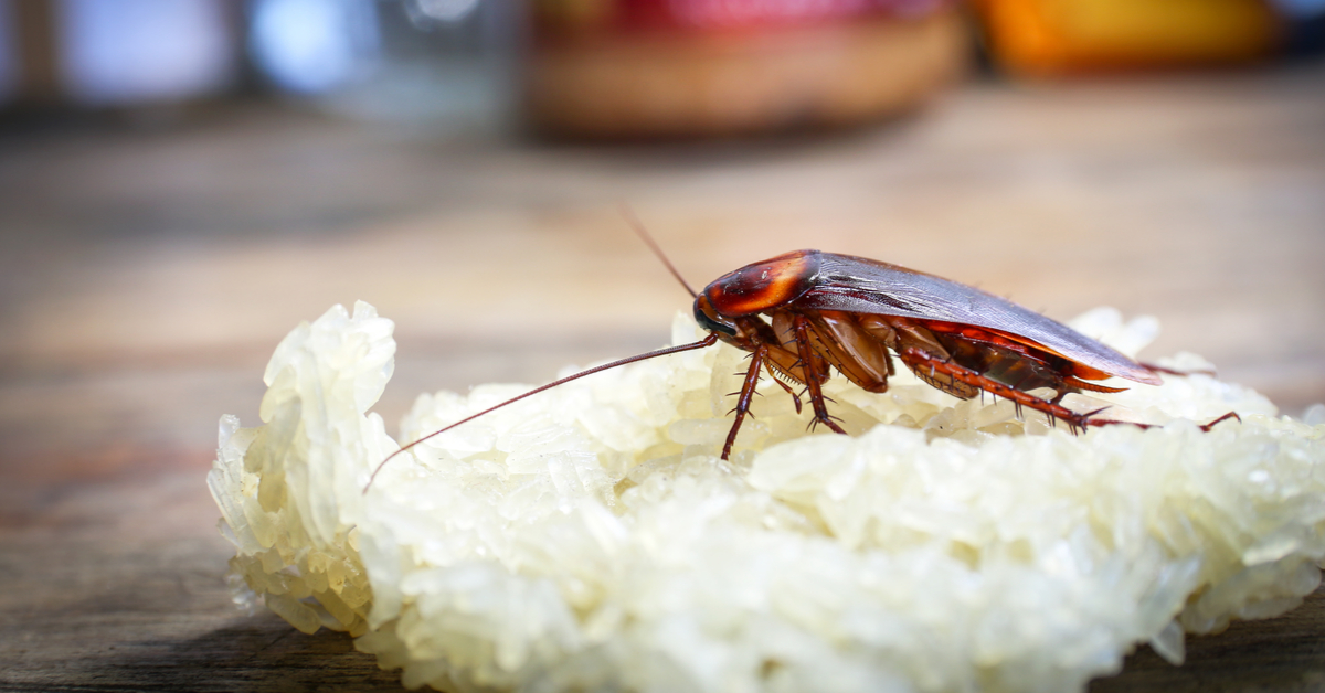 Comment se débarrasser des cafards & blattes : les pièges
