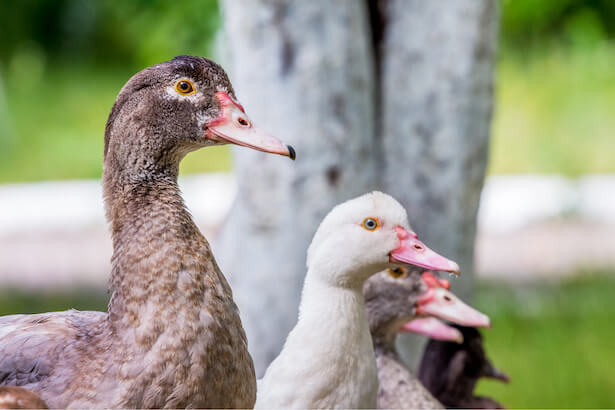 canard élevage huile essentielle