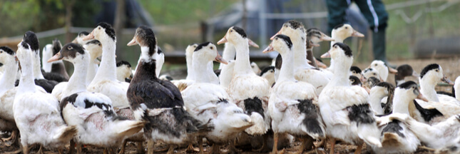 Élevage de canards : des brumisateurs à la framboise pour ne plus gêner les voisins