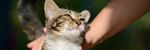 Allergie aux chats : un vaccin en préparation Allergie aux chats : un vaccin en préparation