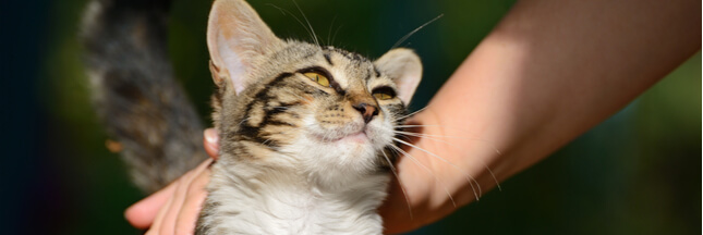 Allergie aux chats : un vaccin en préparation