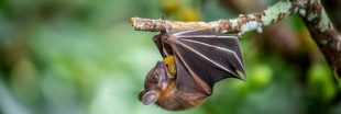 Nos formidables alliés en lutte biologique - La Chauve-souris