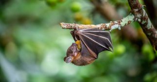 Nos formidables alliés en lutte biologique - La Chauve-souris