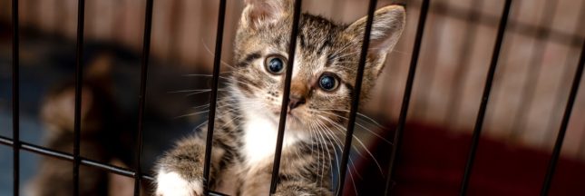 comment adopter un chat