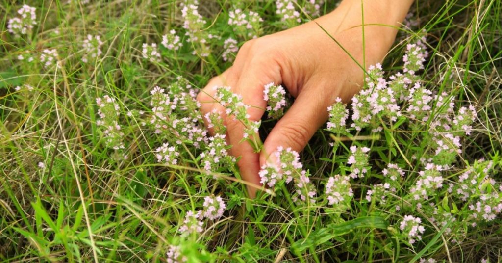 Cosmétiques : le thym, herbe magique pour une peau resplendissante !