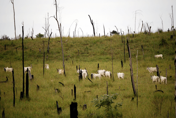 deforestation amazonie