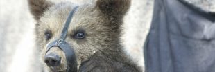 Un dresseur d'ours porte plainte contre des défenseurs des animaux