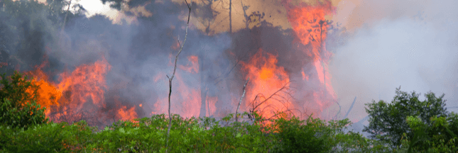 5 gestes simples pour (tenter de) sauver l’Amazonie en flammes