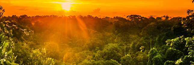 forêt amazonienne incendie