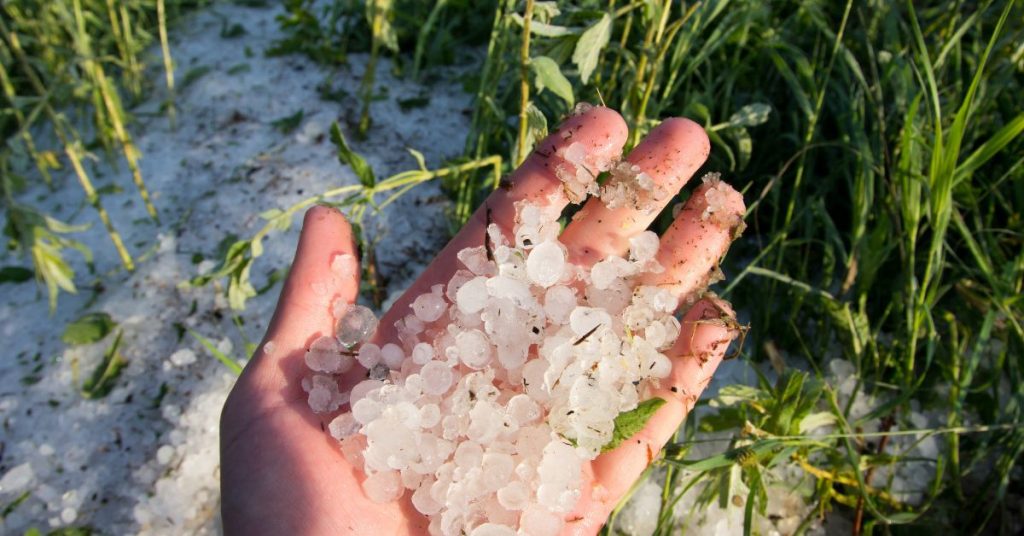 Comment protéger son jardin de la grêle et que faire après un orage ?