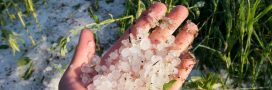 Comment protéger son jardin de la grêle et que faire après un orage ? Comment protéger son jardin de la grêle et que faire après un orage ?