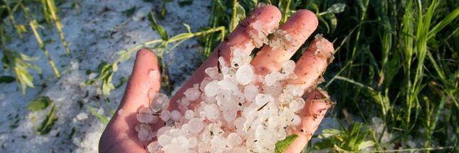 Protéger le jardin de la grêle et grêlons