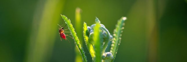 Les plantes odorantes du jardin contre les moustiques