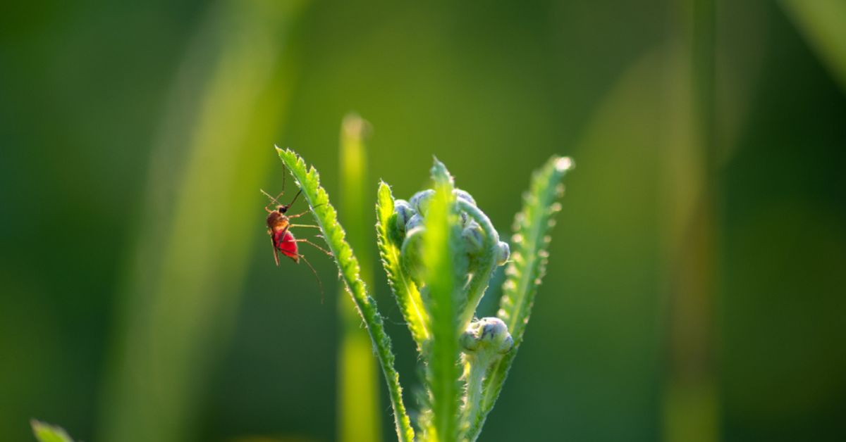 Les plantes odorantes du jardin contre les moustiques