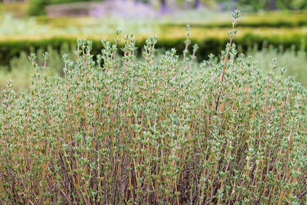 planter du thym