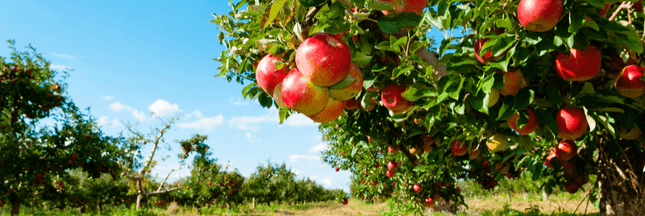 Pesticides : des pommes bretonnes contaminées au prosulfocarbe