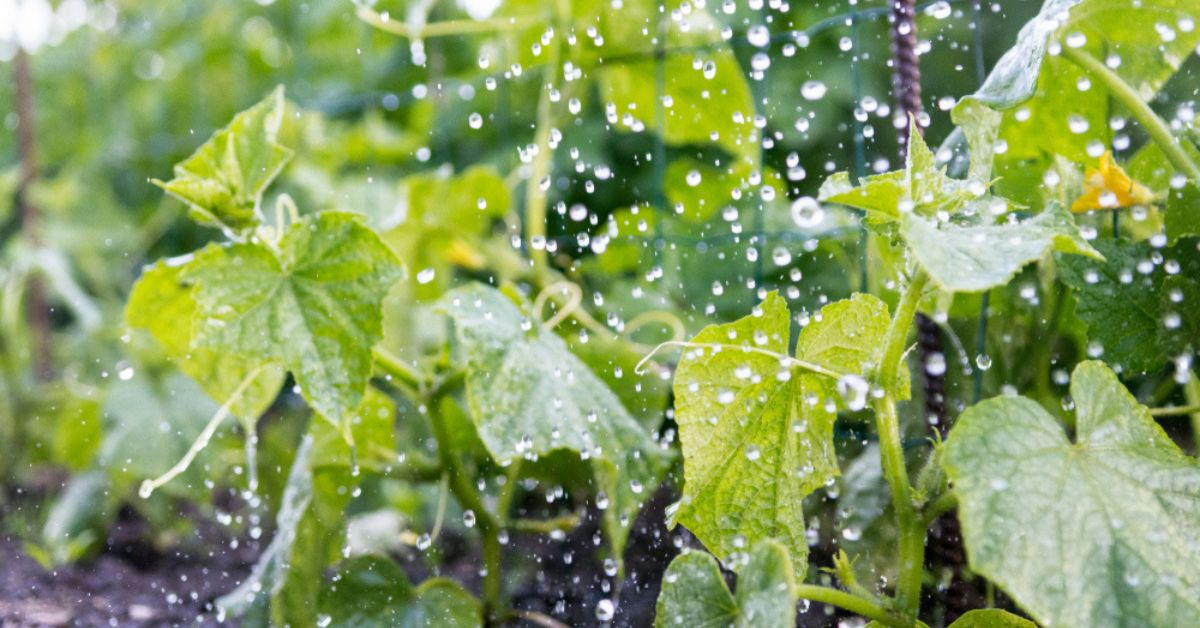Comment faire pour bien protéger son jardin des orages ?