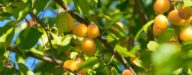 que faire avec les prunes du jardin