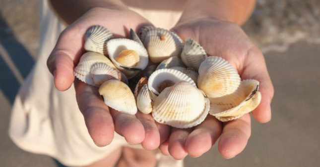 Sable, coquillages… Ramener des souvenirs de la plage peut vous coûter cher !